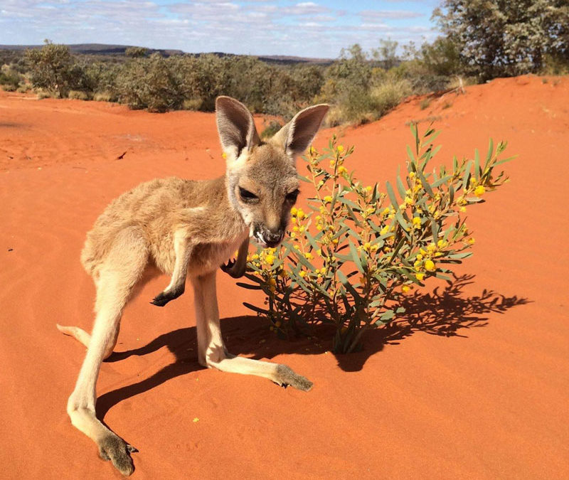 Tourism Australia’s animal of the month – The Red Kangaroo
