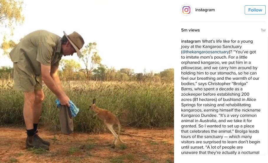 Kangaroo Sanctuary on Instagram’s Instagram!