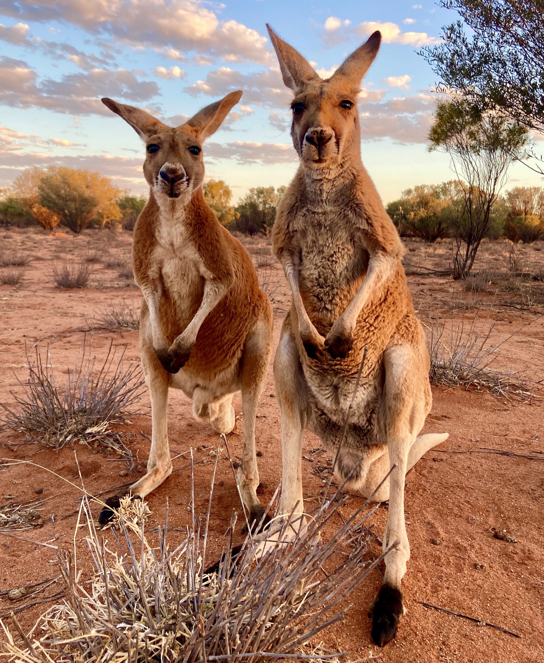 Kangaroo Kangaroos: Facts,